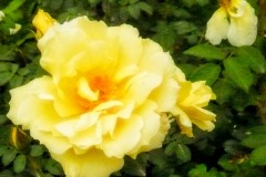 Close-up_68